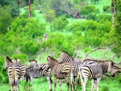 4 luxury accommodations in South Africa'ohydrates Sabi Sabi Private Reserve