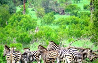 4 luxury accommodations in South Africa'ohydrates Sabi Sabi Private Reserve