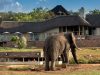 Mhondoro Game Lodge starts in Welgevonden Game Pre-book, South Africa