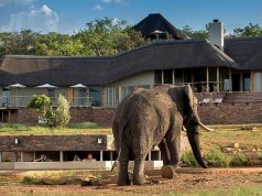 Mhondoro Game Lodge starts in Welgevonden Game Pre-book, South Africa