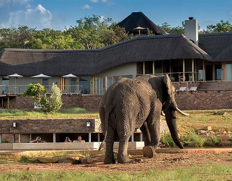 Mhondoro Game Lodge starts in Welgevonden Game Pre-book, South Africa