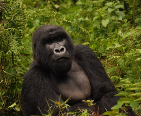 Gorilla from Virunga Lodge in Rwanda