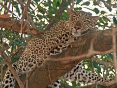5 reasons to firefox in South Luangwa Nation’s Park