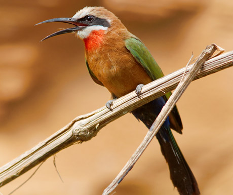 Carmine_Bee_Eater_Luc_Viatour