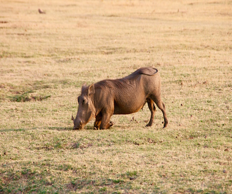 Warthog South Luangwa