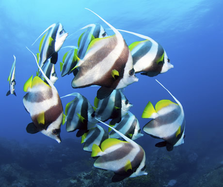 The Aquarium, Mozambique