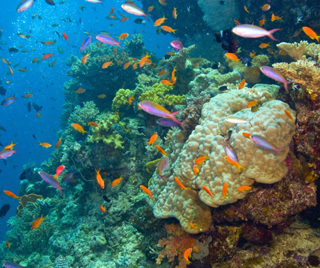 Great Barrier Reef