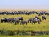Top 5 Tanzania wildlife goes through