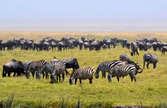 Top 5 Tanzania wildlife goes through