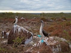 5 must-see birds during the Galapagos