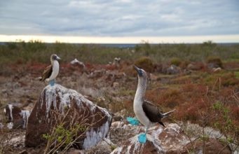 5 must-see birds during the Galapagos