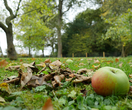 Stone Lodge garden in Autumn