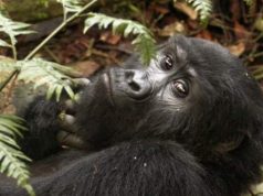 The 5 best places to see primates in Africa