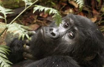 The 5 best places to see primates in Africa