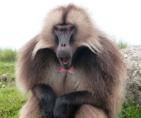 baboon-ethiopia