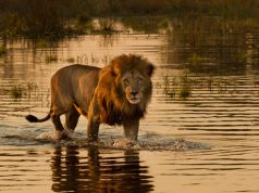 3 reasons you need to visit Botswana in 2017