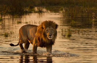 3 reasons you need to visit Botswana in 2017
