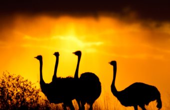 Photograph of the week: Ostriches inside Kalahari
