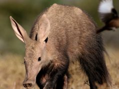 Have you seen the African Impossible Several?