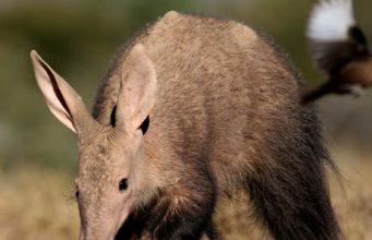 Have you seen the African Impossible Several?