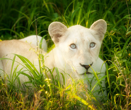 Tanda_Tula_SouthAfrica-white-lion