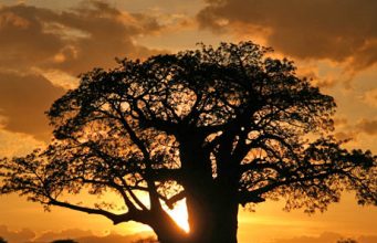 6 top tips for excellent safari photos