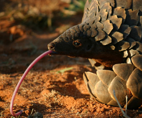 pangolin tswalu south africa