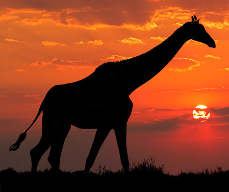 south-africa-giraffe-at-sunset