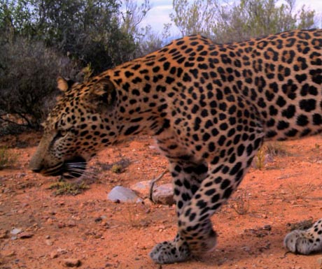 cape leopard 'Hugo' Cape Leopartd Trust