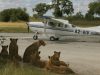 Planes, trains and luxury safari vehicles