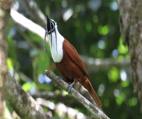 three-wattled-bellbird