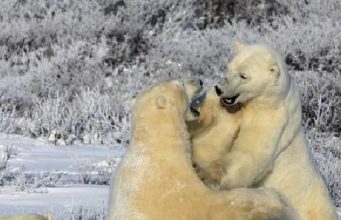 The 4 bears for Canada and how much better to see them