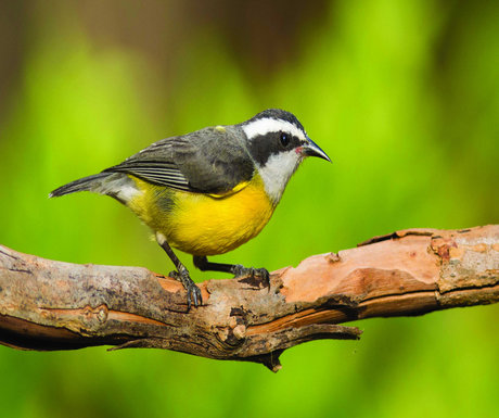 bananaquit