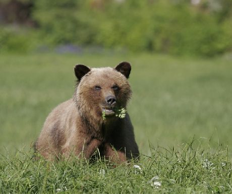 Grizzly bear