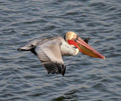 brown-pelican