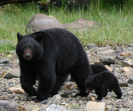 Black bear and cub