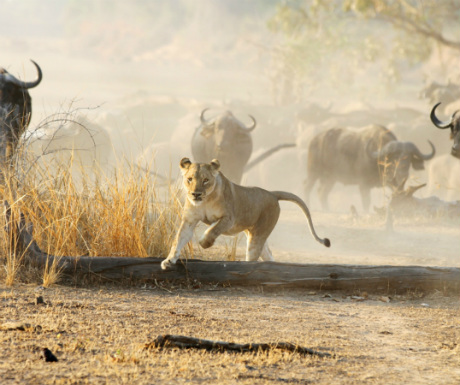 3-the-zambezi-river-valley