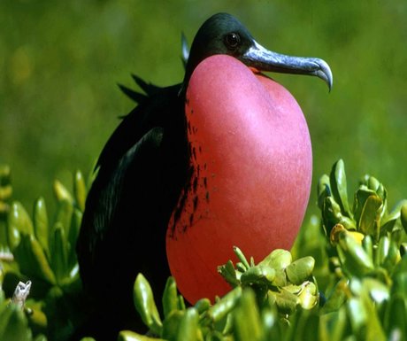 giant-frigate-bird