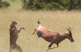 4 secret safari areas in Nigeria