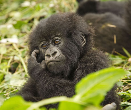 baby-gorilla-rwanda