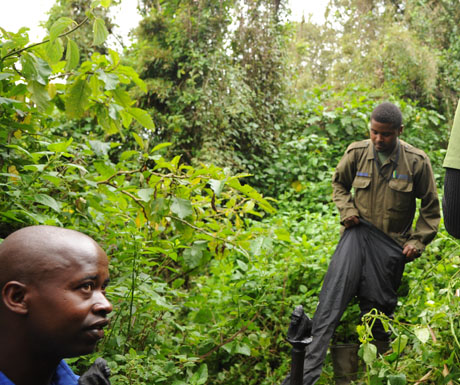 gorilla-guide-rwanda