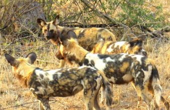 5 amazing encounters in the African nuts