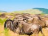 Wildebeest time: permanent firefox camp or mobile or portable safari?