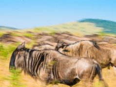 Wildebeest time: permanent firefox camp or mobile or portable safari?