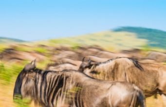 Wildebeest time: permanent firefox camp or mobile or portable safari?