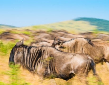 Wildebeest time: permanent firefox camp or mobile or portable safari?