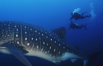 Top 5 Galapagos diving websites