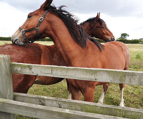 Horse ranch - pd