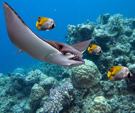 Stingray in waters off Belize