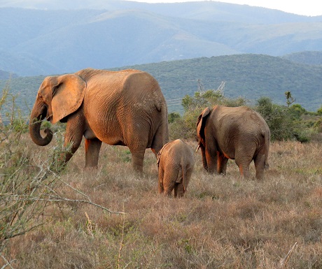 Elephant famliy in the Addo Elephant Park, South Africa